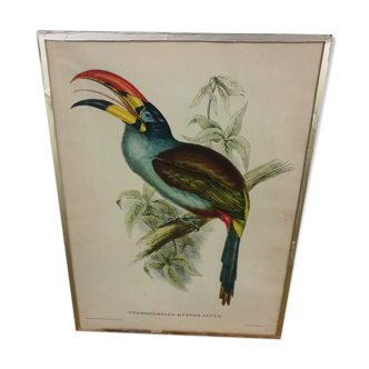 Table Bird illustration - The Toucan - Pteroglossus hypoglaucus