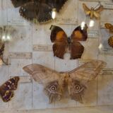 Entomology box butterflies