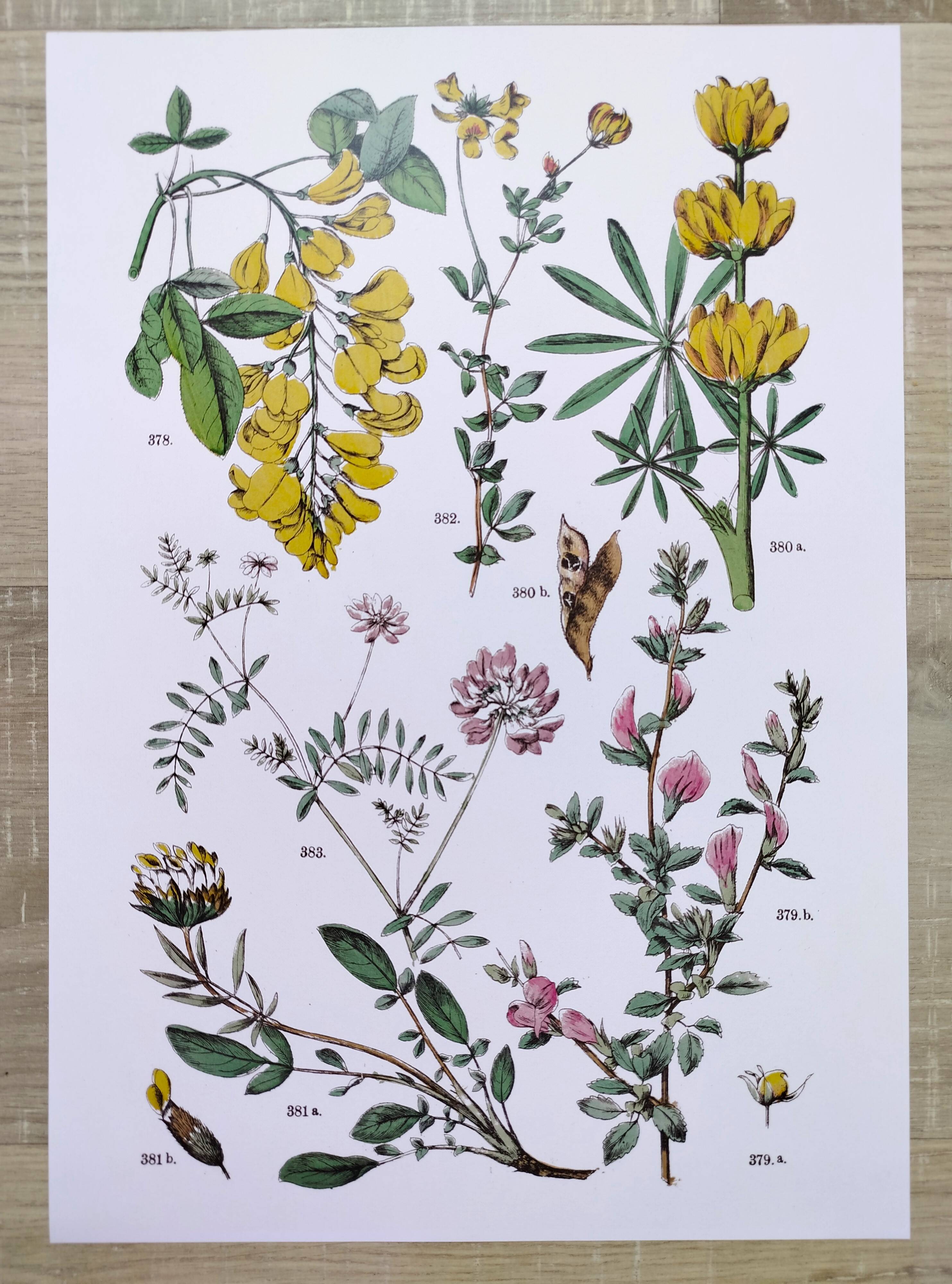 Plant poster, based on an 1881 engraving 'lupin'