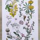 Plant poster, based on an 1881 engraving 'lupin'