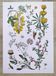 Plant poster, based on an 1881 engraving 'lupin'