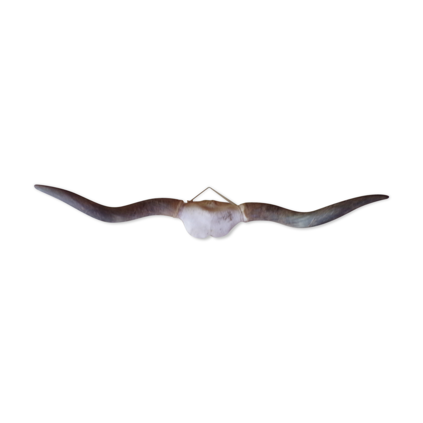 Bull or ox horns trophy