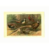 Old engraving from 1904 - Pheasants & Gallinaceous birds. Plate of wild birds.