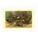 Old engraving from 1904 - Pheasants & Gallinaceous birds. Plate of wild birds.