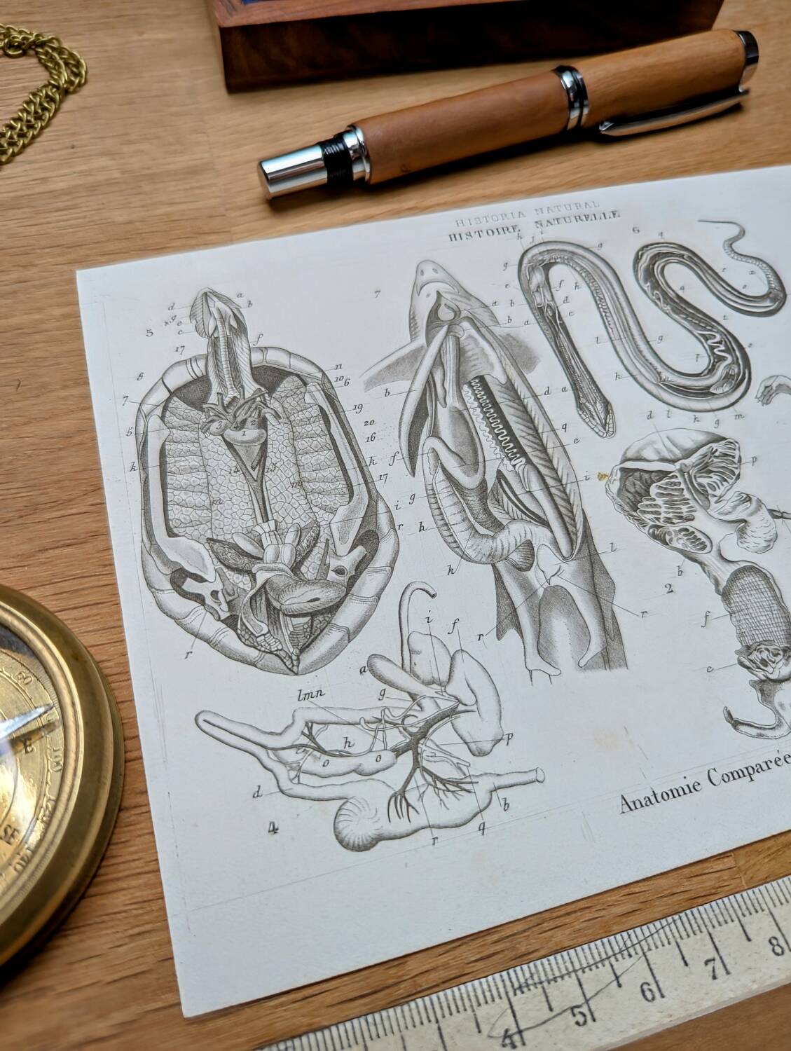 Printed in 1851, Zoological Poster.