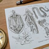 Printed in 1851, Zoological Poster.