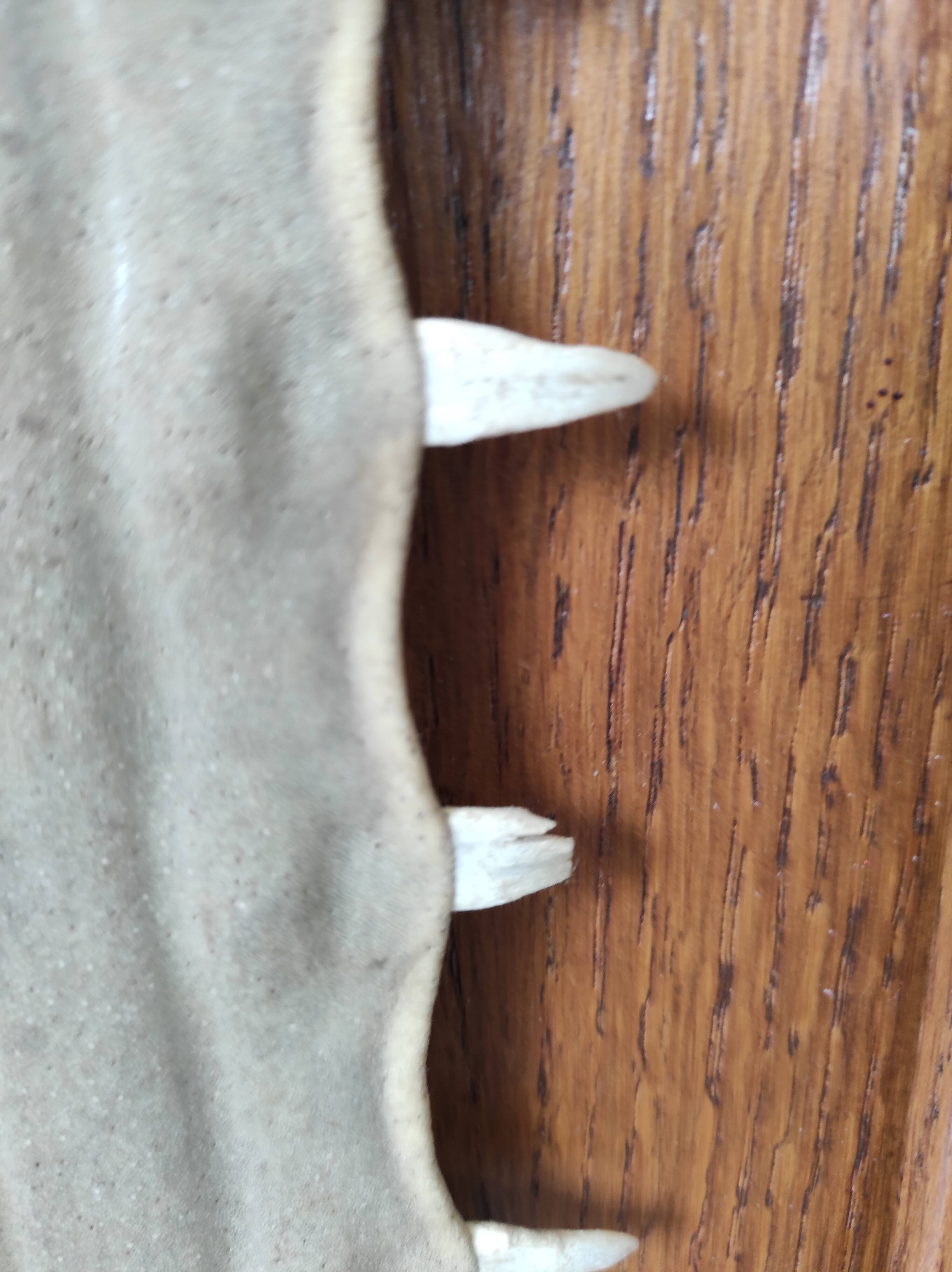 Sawfish rostrum