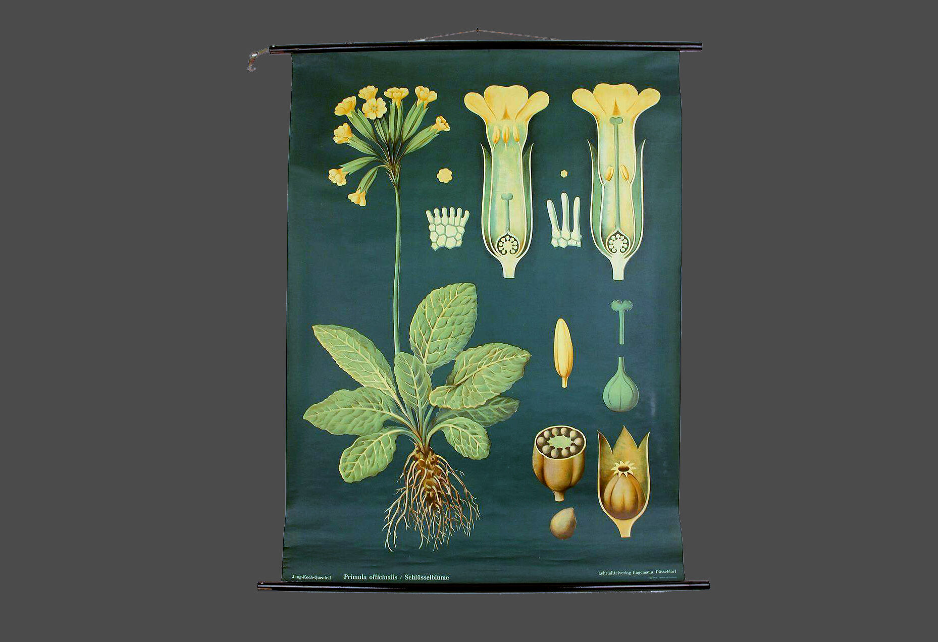XXL vintage poster, primrose motif botanical flower, 60s