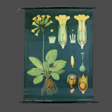 XXL vintage poster, primrose motif botanical flower, 60s