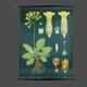 XXL vintage poster, primrose motif botanical flower, 60s