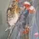 Original framed watercolor bird on snowy rowan tree