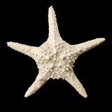 Étoiles de mer