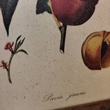 Set of three small framed fruit prints