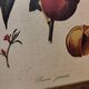 Set of three small framed fruit prints