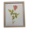 Planche botanique de 1968 - Comtesse Vandal - Illustration Vintage fleur et rose