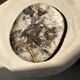 Very large pocket or dish in petrified wood