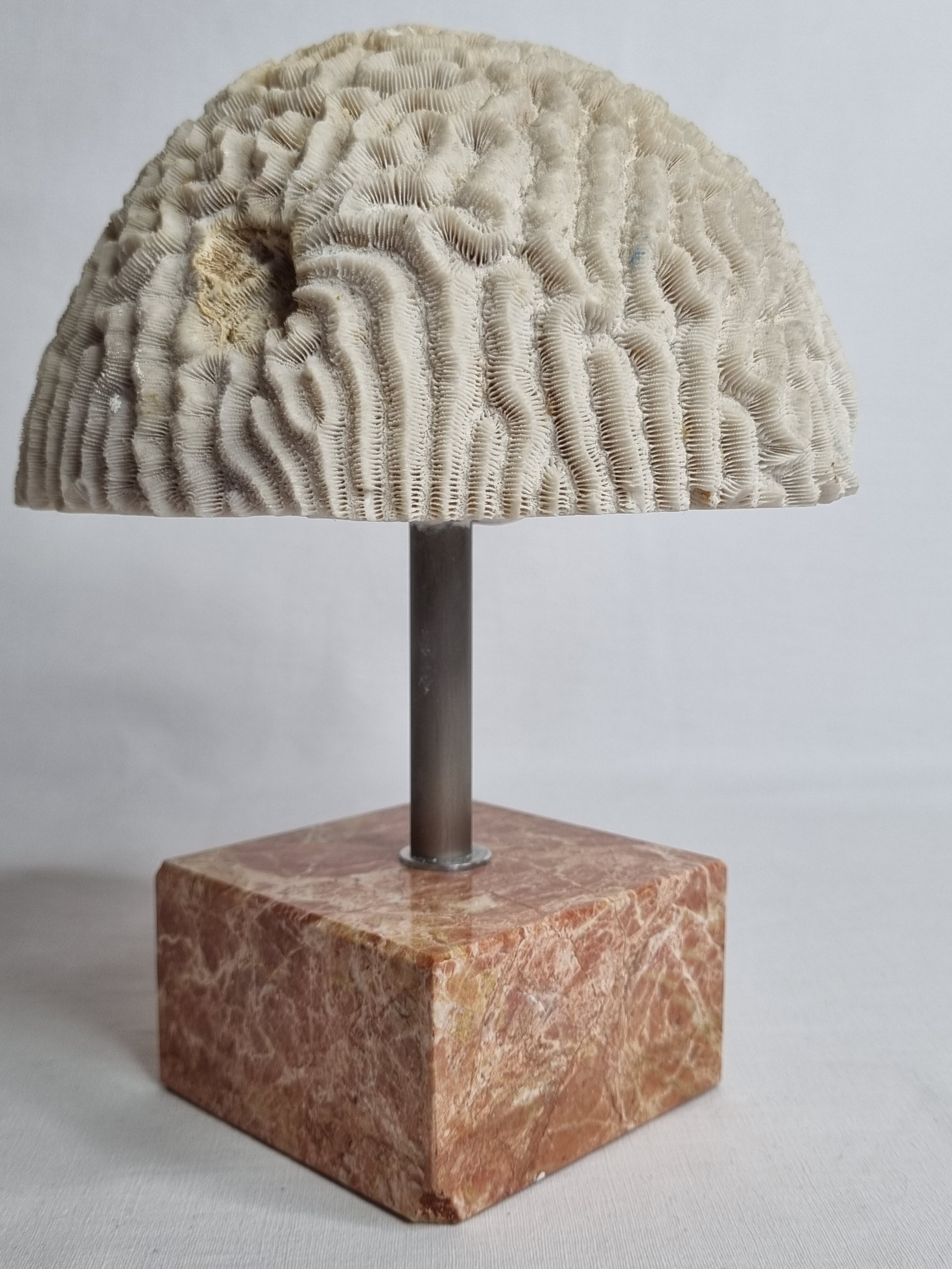 Ancient coral "brain" Diploria labyrinthiformis on base, 19 cm