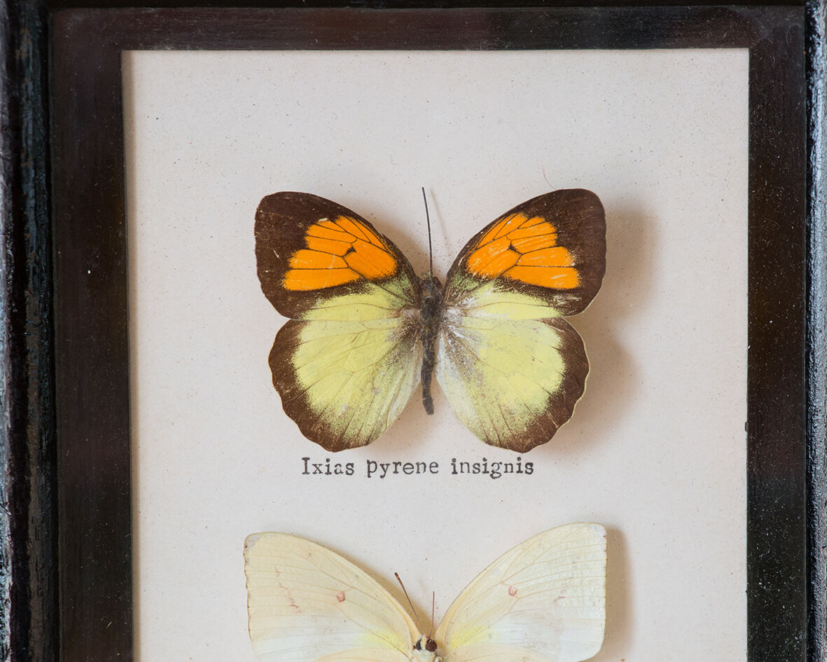 Framed butterflies