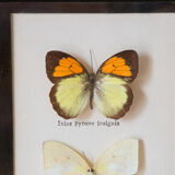 Framed butterflies