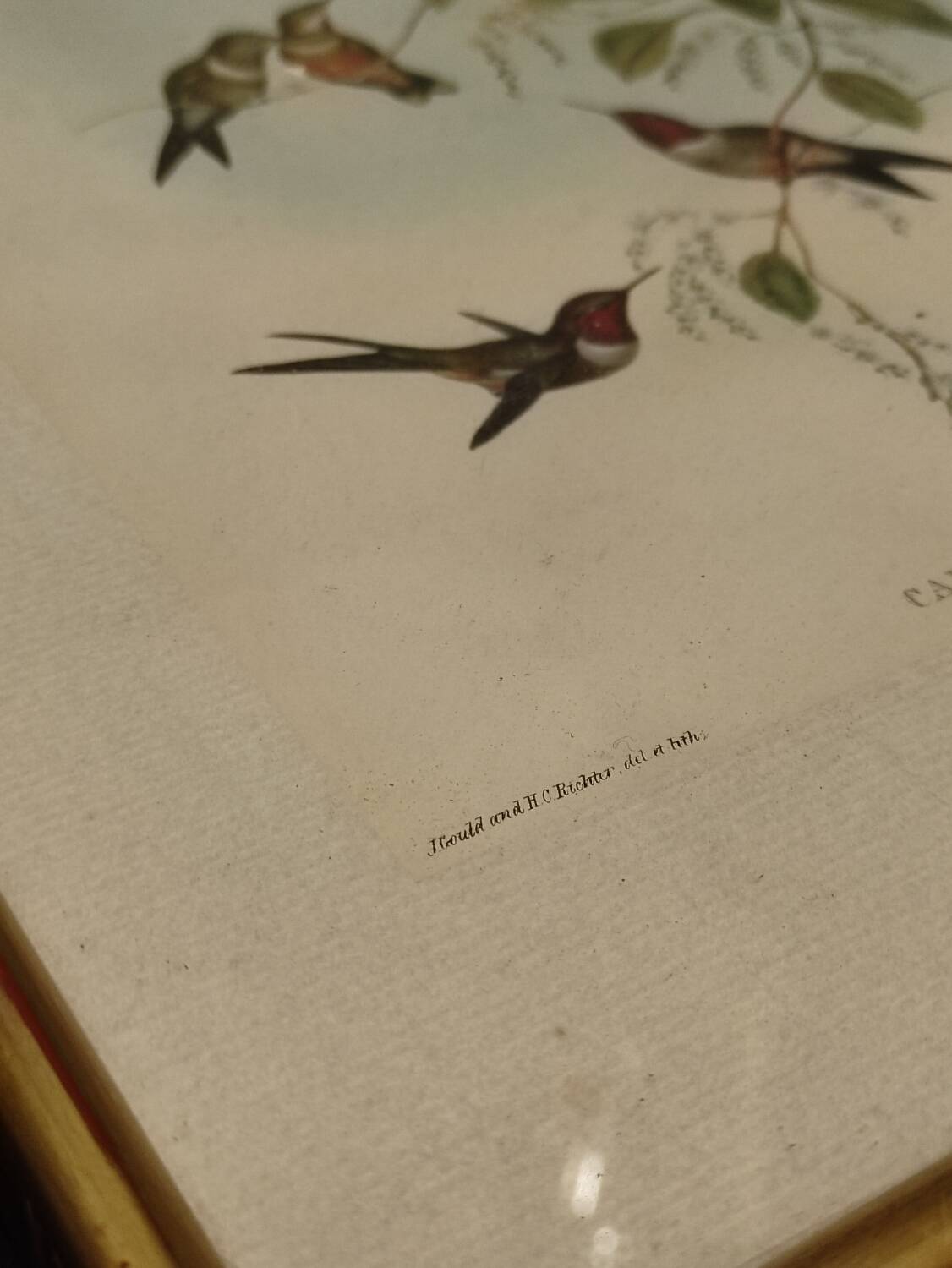 Old framed bird engraving