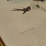 Gravure oiseau ancienne encadrée