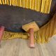 Paire de fauteuil crapauds velours moutarde