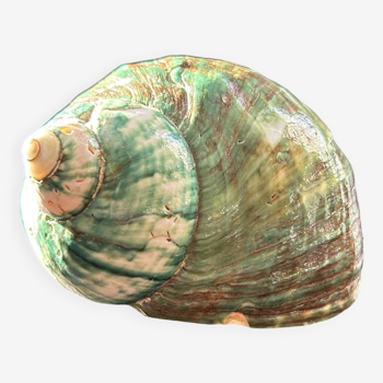 Green shell