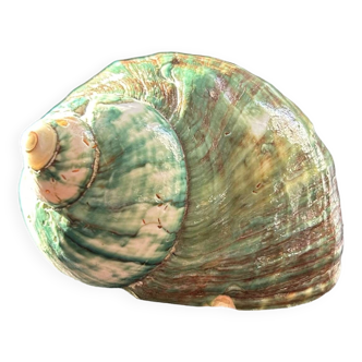 Green shell