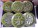 Set of 6 green oyster plates 25 cm – C.E.S France – Very good condition