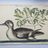 Antique bird engraving - Brown Duck - Seligmann plate nature image