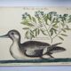Gravure ancienne oiseau -Canard Brun- Planche de Seligmann image nature