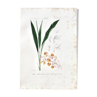 Planche de botanique
