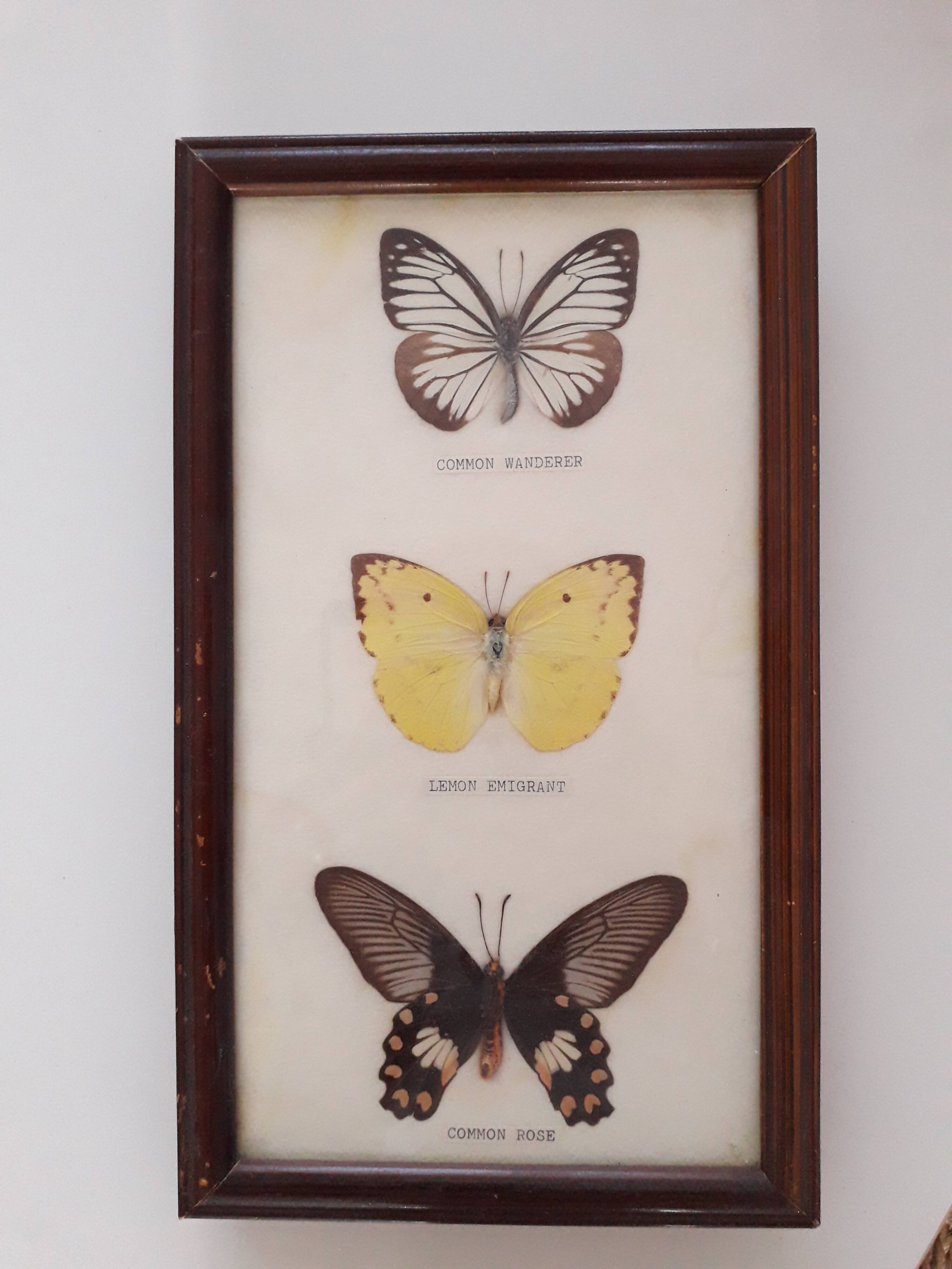 Butterfly frame