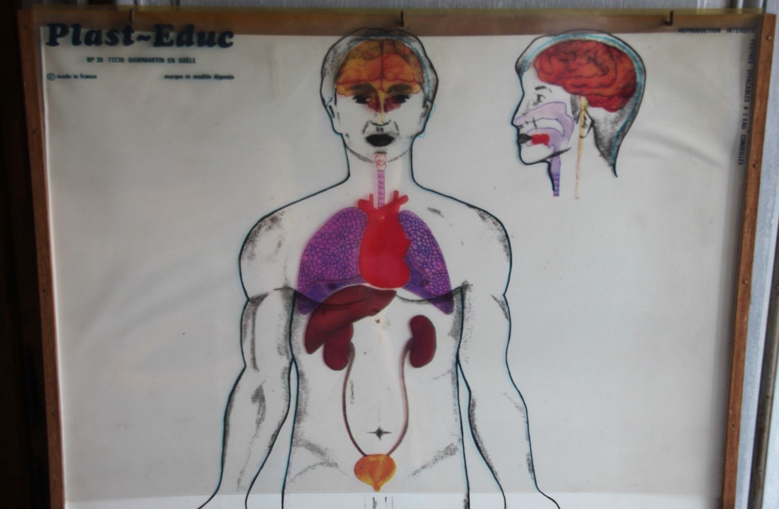 Boards of the human body medicine or school