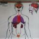 Boards of the human body medicine or school