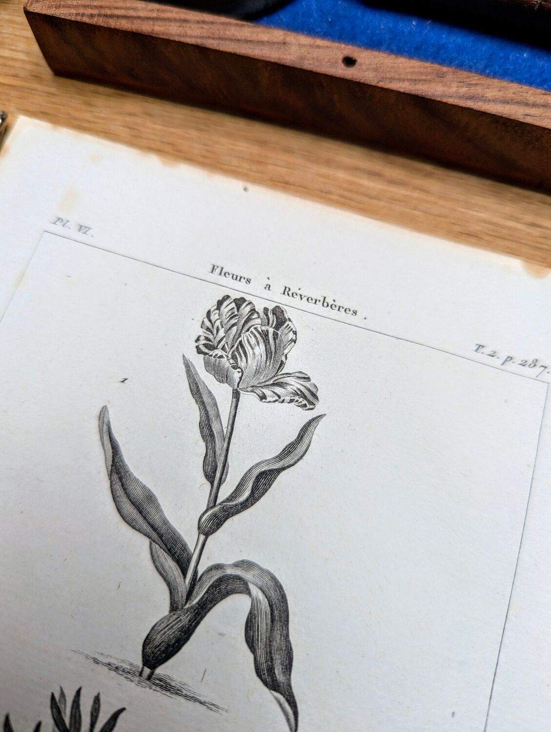Imprimée en 1818, Tulipe et Impériale. Botanique vintage.