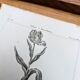 Imprimée en 1818, Tulipe et Impériale. Botanique vintage.