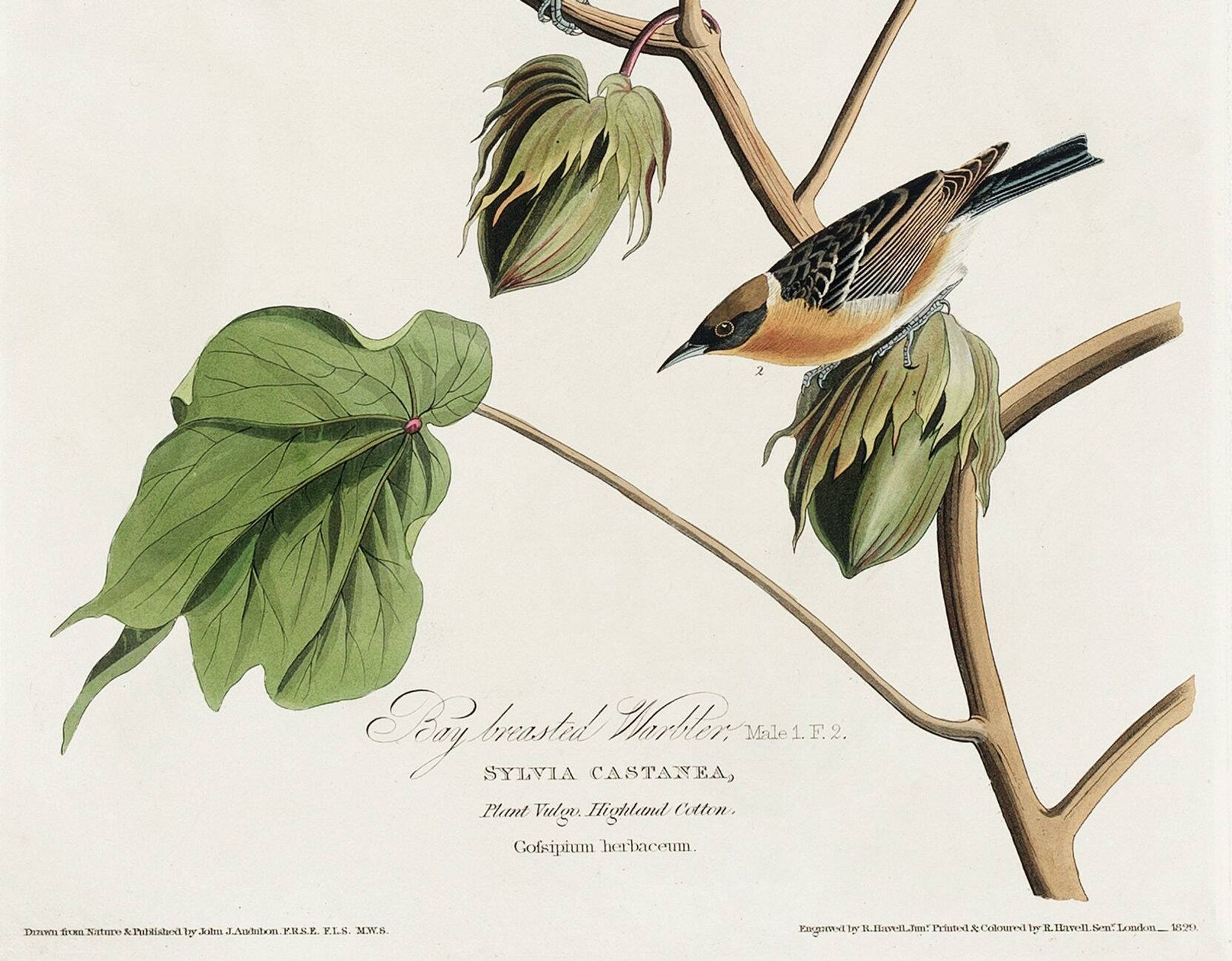 Affiche sur le Traquet fauve, d’après une gravure ancienne de 1827.