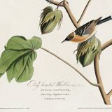 Poster about the Western Wheatear, based on an old engraving from 1827.