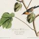 Poster about the Western Wheatear, based on an old engraving from 1827.