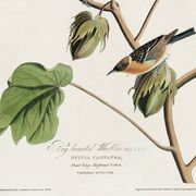 Affiche sur le Traquet fauve, d’après une gravure ancienne de 1827.