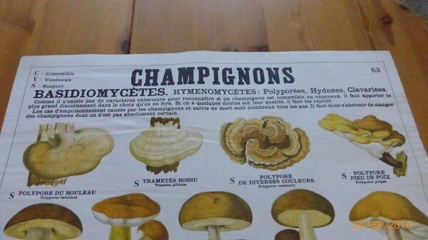 Educational poster DEYROLLE