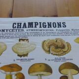 Educational poster DEYROLLE