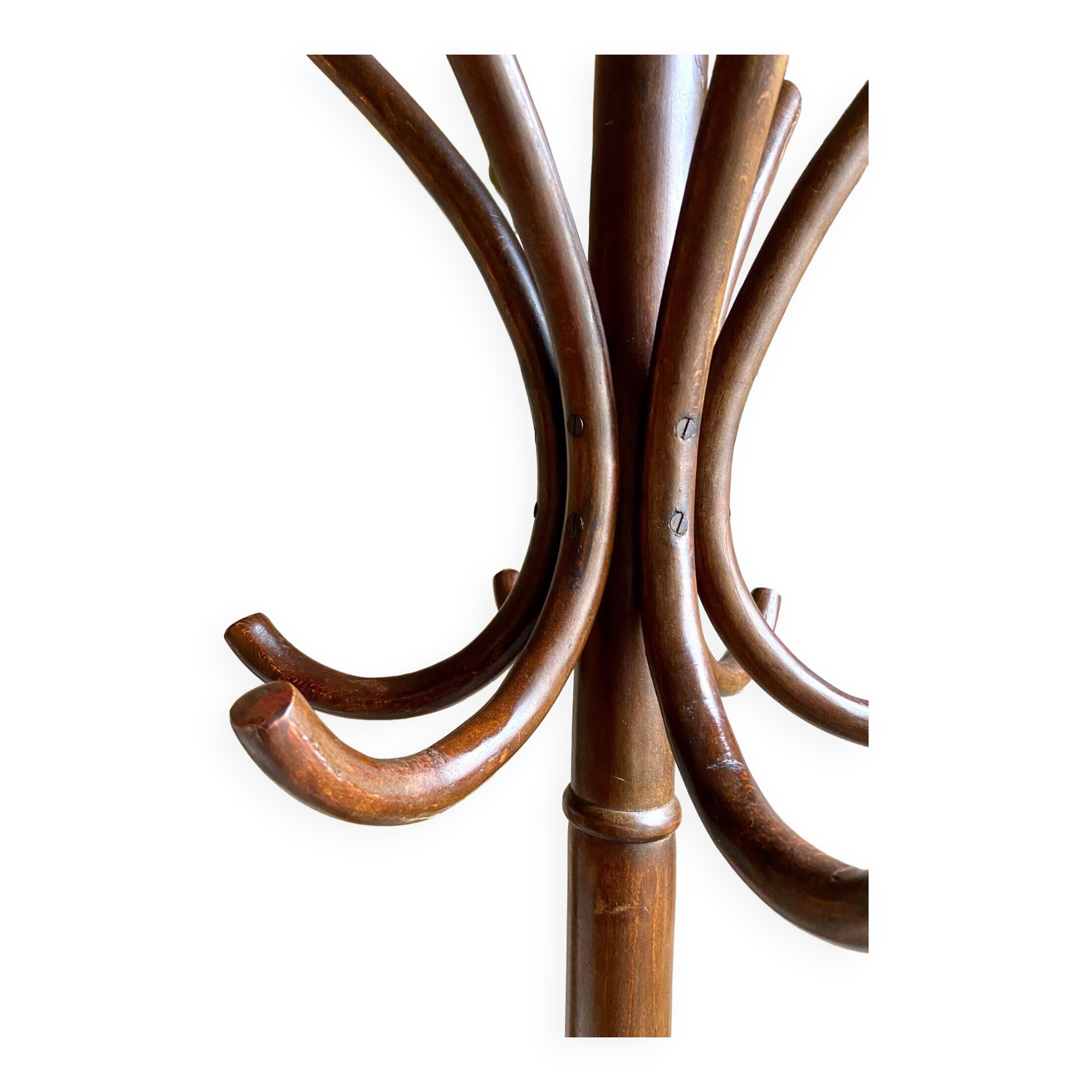 Parrot coat rack with 6 hooks in bent beech