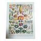 Lithographs on vegetables fruits and eggs