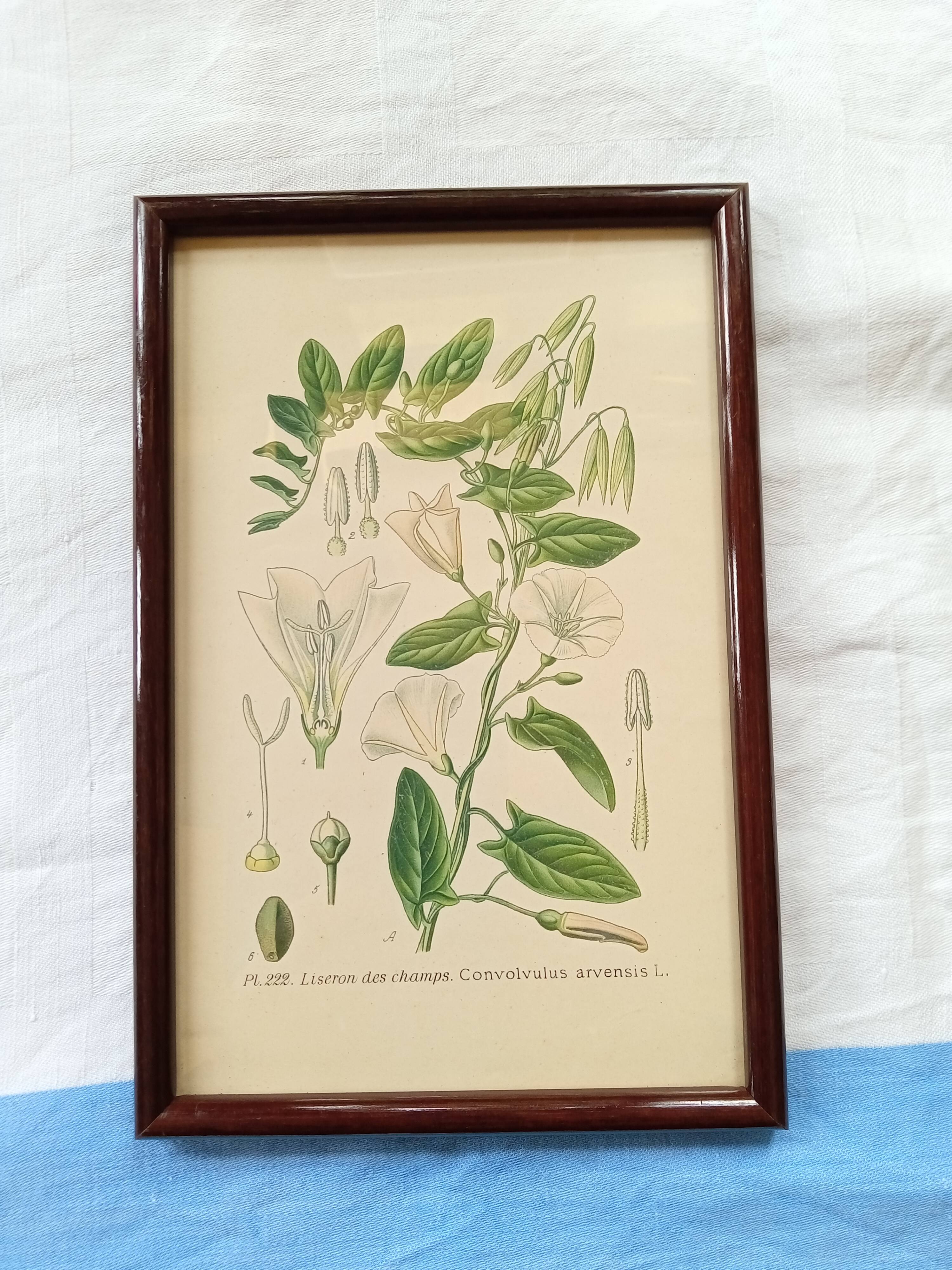 Botanical board