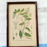 Botanical board
