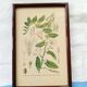 Botanical board
