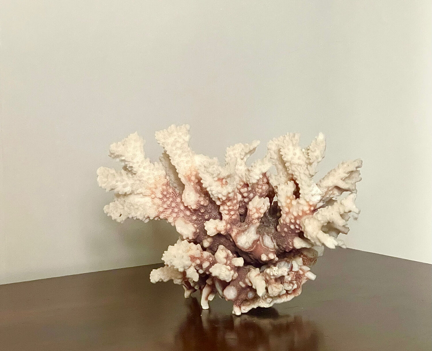 Natural branching coral.
