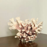 Natural branching coral.